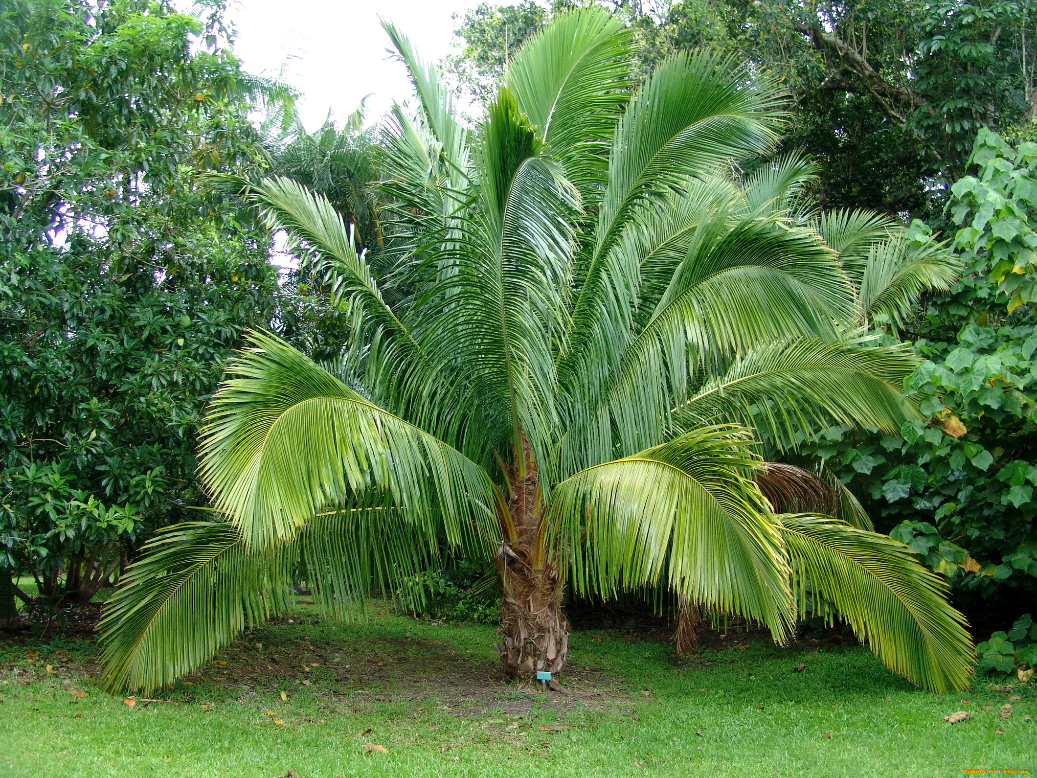 botanical, gardens, hawaii, , , 